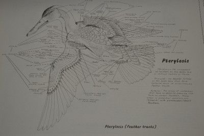 WATERFOWL CONCEPTS PATTERN duck decoy book By Keith Mueller  