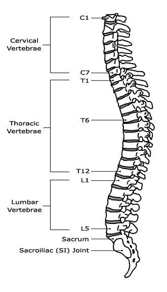 Spine Worx Back Realignment Device Specifications