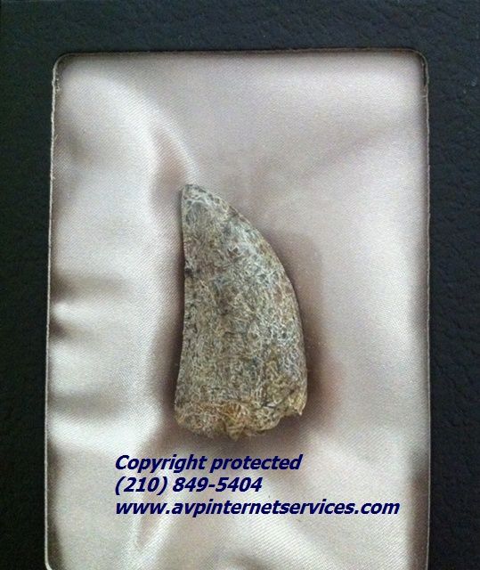 DINOSAUR TOOTH Tyrannosaurus rex tooth VERY RARE  