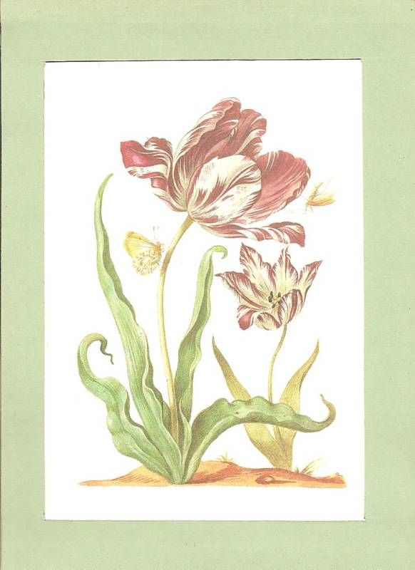 BOTANICAL REPRODUCTION Maria Sibylla Merian Tulips  