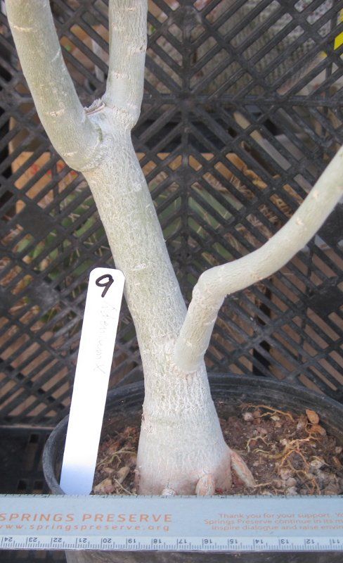 Adenium hybrid Gets Tuberous Roots 9 Red Pink Flowers  