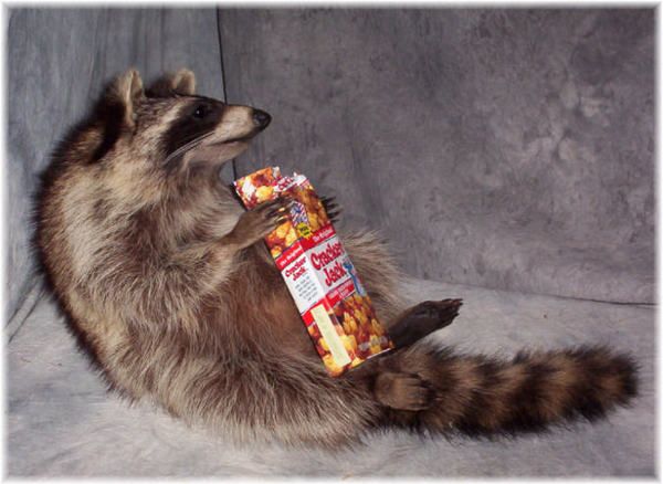 BEAUTIFUL RACCOON TAXIDERMY MOUNT EATING CRACKER JACKS  