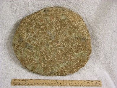   RARE Paleozoic,Cambropallas fossil in natural matrix coffin 11x9x3.5