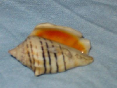 RARE BIG STROMBUS FASCIATUS RED SEA 38 MM  