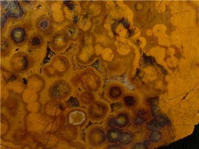 PS~ Stony Creek Snow Mountain Orbicular Poppy Jasper New Find  