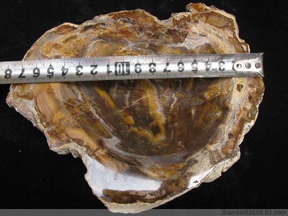 BEAUTIFUL NATURAL PETRIFIED WOOD PIECE ASHTRAY  