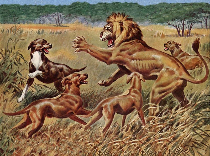 Rhodesian Ridgeback Dog and Lion Print Four Dogs & Lion  