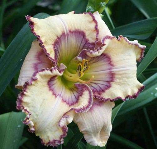 SPACECOAST BUTTERFLY EFFECT DF B9B Kinnebrew   DAYLILY  