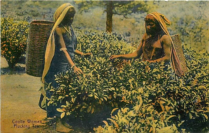 CEYLON COOLIE WOMEN PLUCKING TEA VERY EARLY T35129  