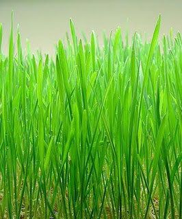 1Lb Wheatgrass Native Grass Seed (PLS)  