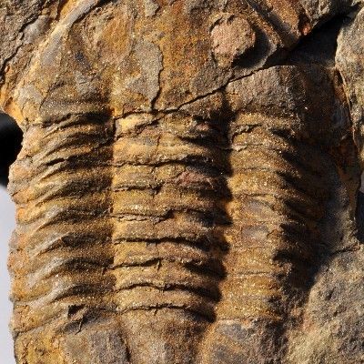 SM113  TWO ORDOVICIAN TRILOBITES   Asaphus  