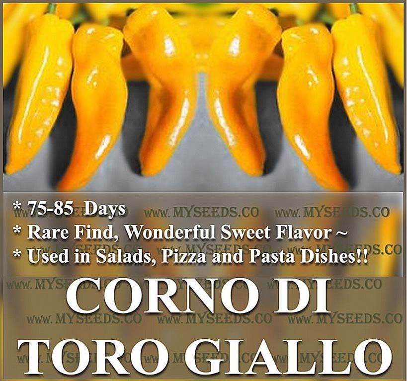   BULLS HORN COW HORN Pepper seeds TORO GIALLO pasta dishes GRILLED ETC