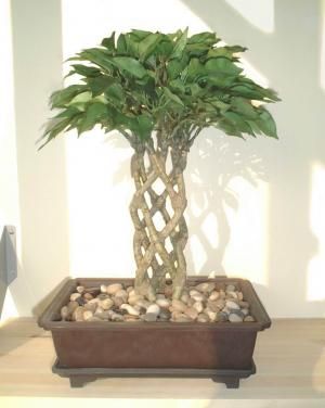 Ficus Bonsai   15 (38cm)   Artificial Silk Tree Plant  