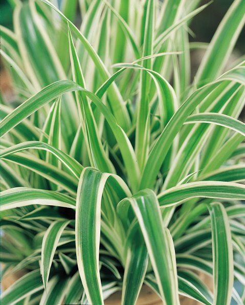 Air Cleaning Plants Ocean Spider Plants Nice Indoor Plants in 4 Pot 