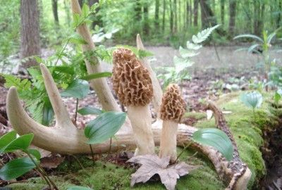 SHED DEER ANTLER MOREL MUSHROOMS PRINT 12 X 18  