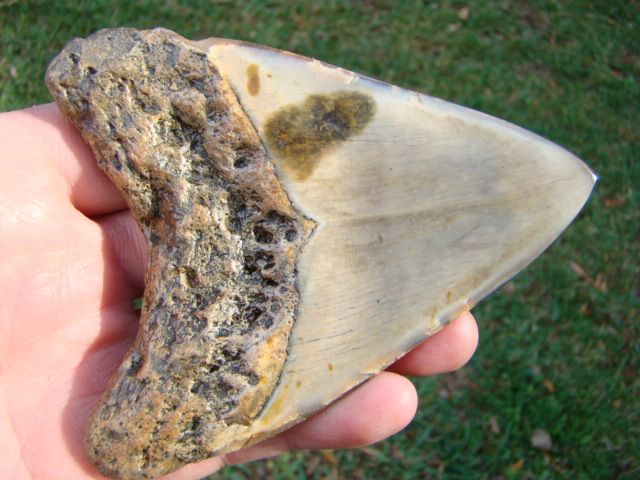 MEGALODON shark tooth teeth fossil aquarium A QUALITY   