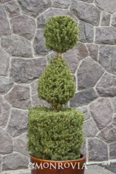 DWARF ALBERTA SPRUCE   PICEA GLAUCA CONICA   2 gal   Monrovia   item 