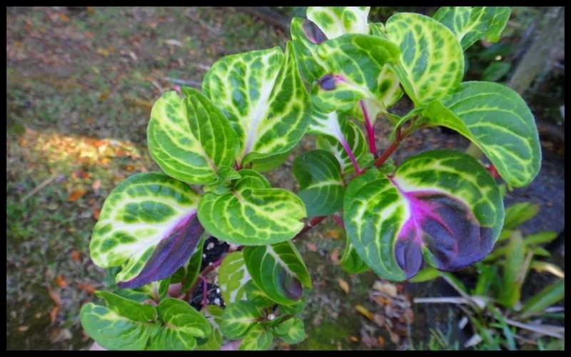   EXOTIC BLOOD LEAF~IRESINE HERBSTII~~INDOOR~~ROCKERY~~BORDER~~2 PLANTS