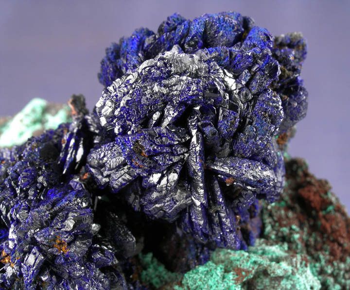 AAA LARGE SHINY AZURITE ROSETTES w MALACHITE, MOROCCO  